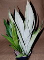 Sansevieria Moonshine